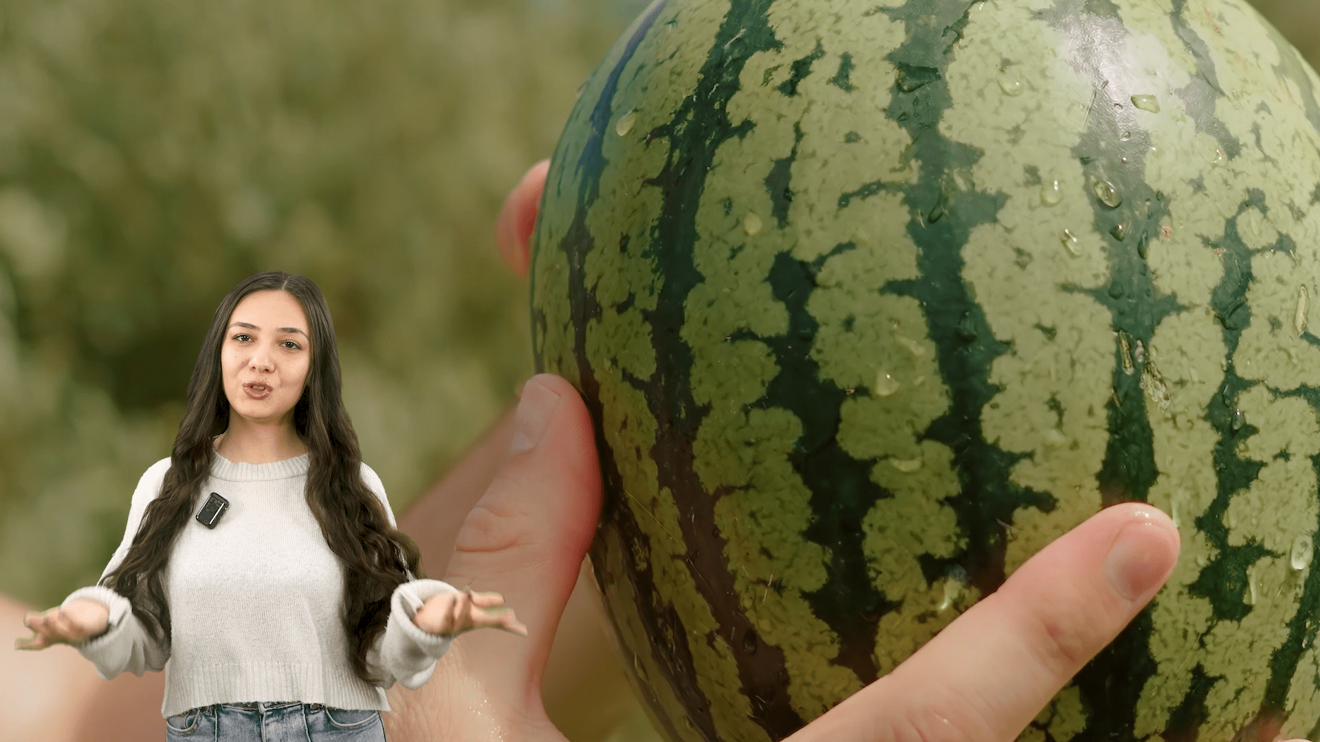 Bugün yediğimiz tatlı karpuzlar her zaman böyle miydi❓